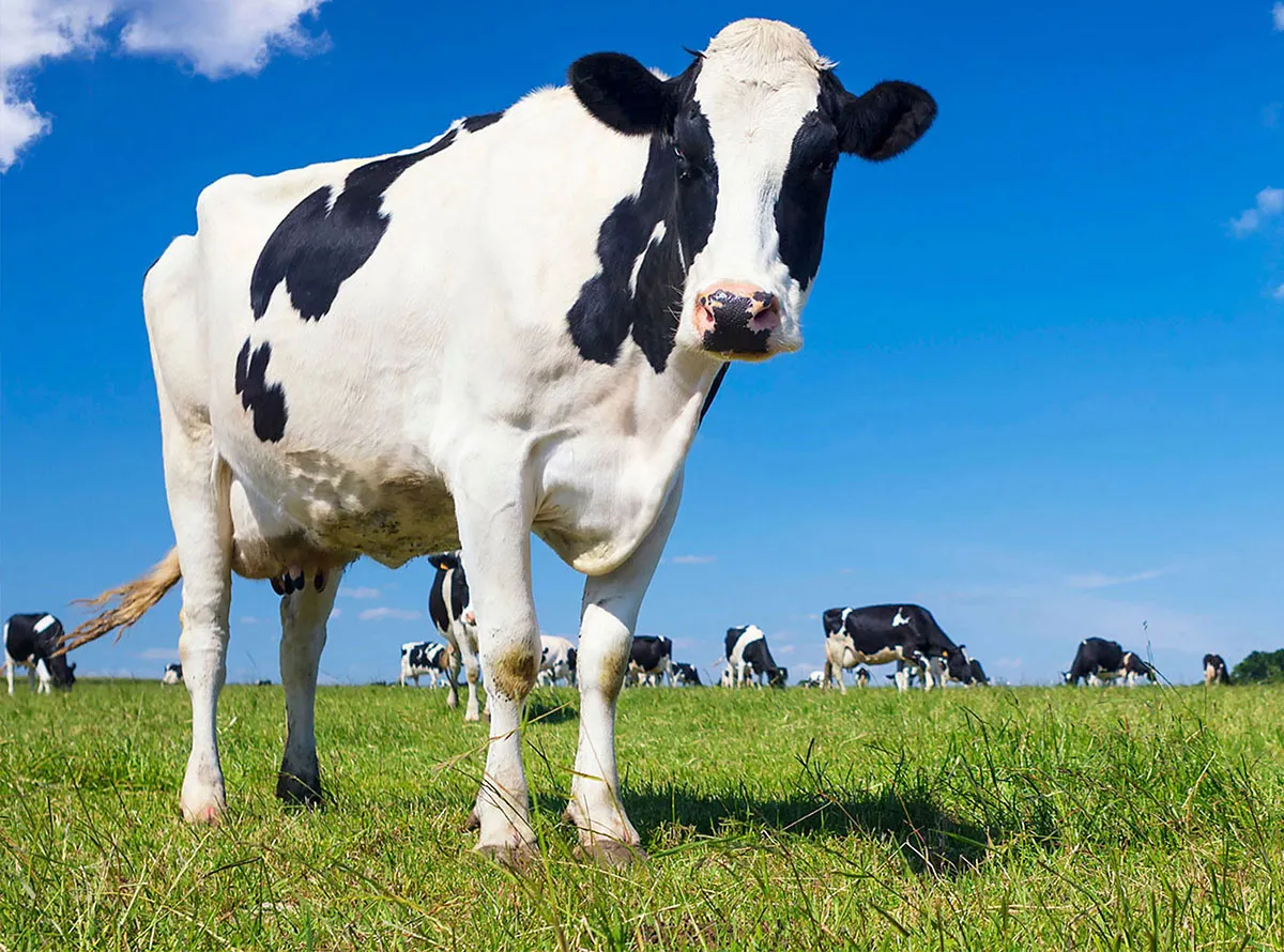 Veterinary API Manufacturing Company India